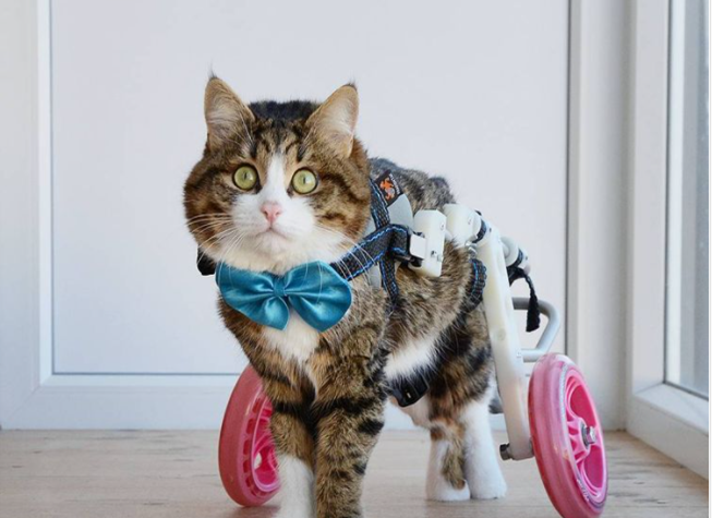 кошки инвалиды