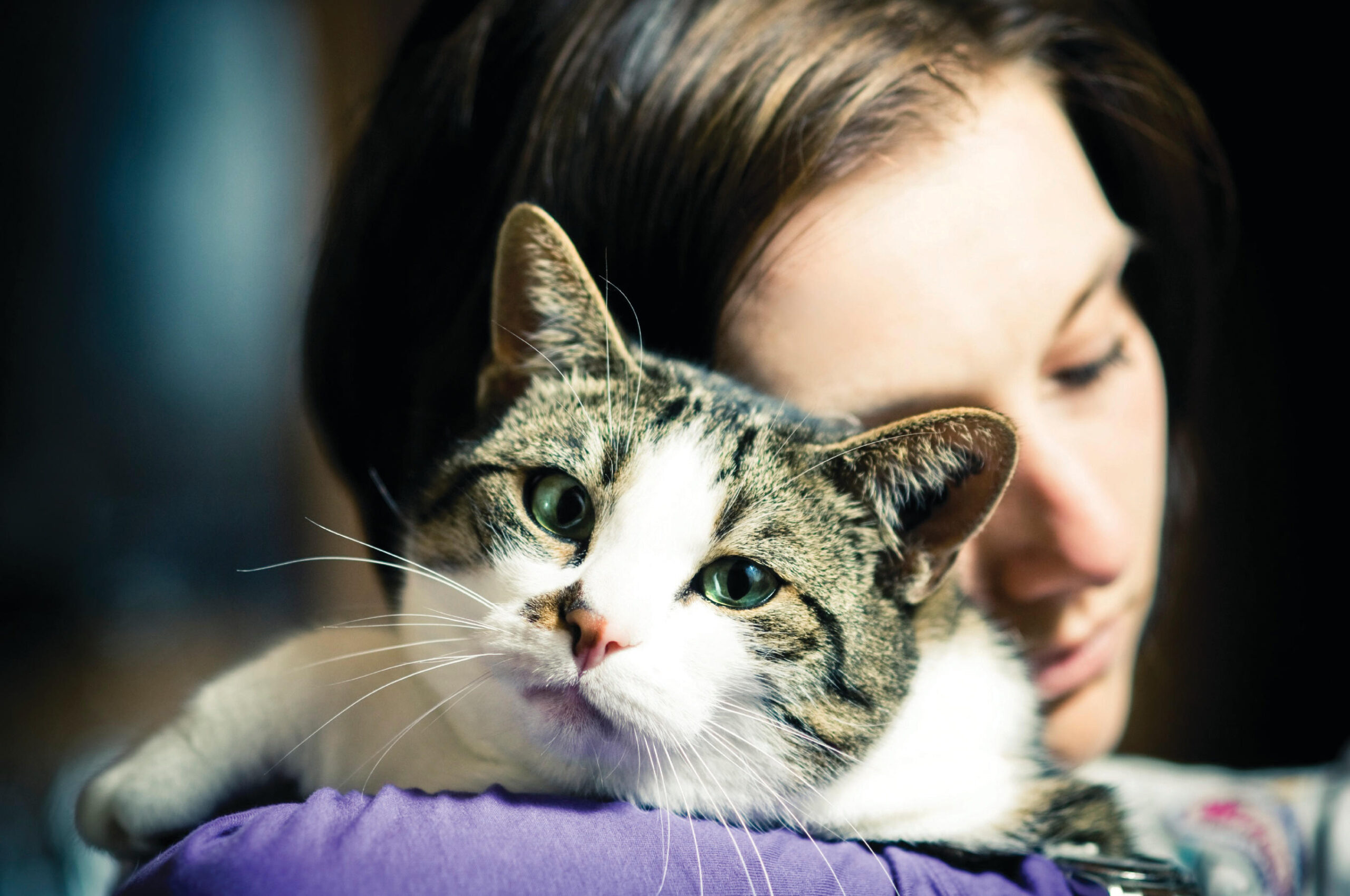 Что такое фелинотерапия. Эффективность. Лечение с помощью кошек. Какие заболевания.
